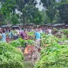 কৃষকের পোষায় না, মধ্যস্বত্বভোগী ব্যবসায়ীরা লাভ করেন ক্রয় মূল্যের থেকে তিন থেকে চার গুণ বেশি
