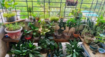 সবুজের বারান্দায় একখণ্ড সবুজ: শিক্ষার্থীর হাতে গড়া নীরব প্রকৃতির আশ্রয়