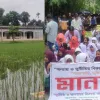 বিদ্যালয়ের মাঠে ধান চাষ, প্রধান শিক্ষকের অপসারণ দাবিতে বিক্ষোভ