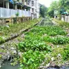 শ্যামাসুন্দরী ঘিরে আশার আলো