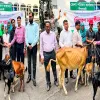 নীলফামারীতে তৃতীয়লিঙ্গ জনগোষ্ঠীর জীবনমান উন্নয়নে দুইজনকে গবাদী পশু প্রদান