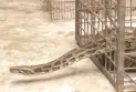 কুড়িগ্রামের লোকালয়ে অজগর সাপ উদ্ধার