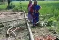 লালমনিরহাটে গাছের চাপায়  এক ব্যক্তির মর্মান্তিক মৃত্যু
