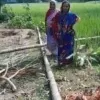 লালমনিরহাটে গাছের চাপায়  এক ব্যক্তির মর্মান্তিক মৃত্যু