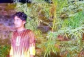 দিনাজপুরে গাঁজার গাছসহ আটক ১