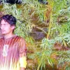 দিনাজপুরে গাঁজার গাছসহ আটক ১