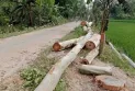 ভূয়া সমিতির নামে গাছ বিক্রি : কোটির টাকা লুটপাট