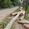 ভূয়া সমিতির নামে গাছ বিক্রি : কোটির টাকা লুটপাট