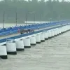 বৃষ্টি-উজানের ঢলে ফুঁসছে তিস্তা, বন্যার আশঙ্কা