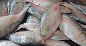 ভারতে ইলিশ রফতানির অনুমতি পেলো ৩৭ প্রতিষ্ঠান