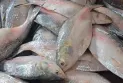 ভারতে ইলিশ রফতানির অনুমতি পেলো ৩৭ প্রতিষ্ঠান