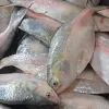 ভারতে ইলিশ রফতানির অনুমতি পেলো ৩৭ প্রতিষ্ঠান