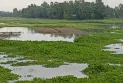 কু‌ড়িগ্রা‌মে নদ-নদীর পা‌নি বৃ‌দ্ধি, তলিয়েছে নিচু এলাকার ফসলের ক্ষেত