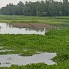 কু‌ড়িগ্রা‌মে নদ-নদীর পা‌নি বৃ‌দ্ধি, তলিয়েছে নিচু এলাকার ফসলের ক্ষেত