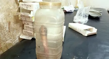 পঞ্চগড়ে ছোবল দেয়া কোবরা সাপ হাতে হাসপাতালে বৃদ্ধা!