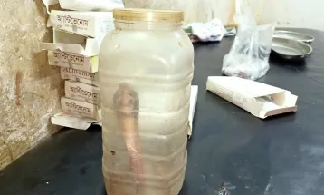 পঞ্চগড়ে ছোবল দেয়া কোবরা সাপ হাতে হাসপাতালে বৃদ্ধা!