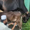 কিশোরগঞ্জে দুধ দিচ্ছে ১৭ দিনের বাছুর