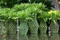 গাইবান্ধার ‘লাকি ব্যাম্বু’ যাচ্ছে দুবাই-কাতারে