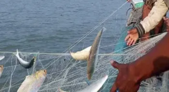 মা ইলিশ রক্ষায় মেঘনায় আজ রাত থেকে ২২ দিন মাছ ধরা নিষিদ্ধ