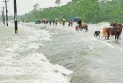 উত্তরাঞ্চলের চার জেলায় বন্যার পূর্বাভাস