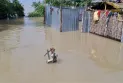 রংপুরে ৩৪ গ্রামের বিশ হাজার পরিবার পানিবন্দি