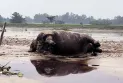 কুড়িগ্রামে নদীর স্রোতে ভেসে এলো মৃত গন্ডার