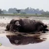 কুড়িগ্রামে নদীর স্রোতে ভেসে এলো মৃত গন্ডার