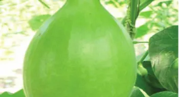 লাউ খেলে ত্বকের যেসব উপকার হয়