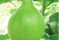 লাউ খেলে ত্বকের যেসব উপকার হয়