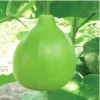 লাউ খেলে ত্বকের যেসব উপকার হয়