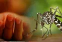 ডেঙ্গুতে আরও ৪ জনের মৃত্যু
