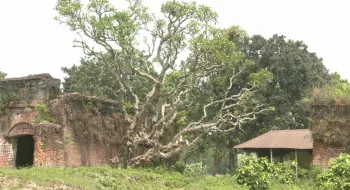 রংপুরে আড়াই শ বছরের কাঠগোলাপ গাছ ইটাকুমারী জমিদারবাড়িতে