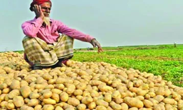 আলু এখন কৃষকের বোঝা