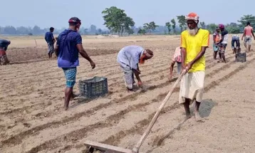 উত্তরবঙ্গের রংপুর ও বগুড়া ভয় নিয়েই আলু চাষে কৃষকরা