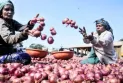 মুখ ফিরিয়ে নিয়েছে বাংলাদেশ, পেঁয়াজ নিয়ে বিপাকে ভারত