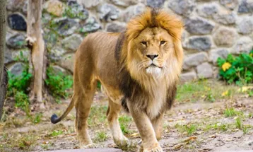 মিরপুর চিড়িয়াখানার খাঁচা থেকে বেরিয়ে গেছে সিংহ